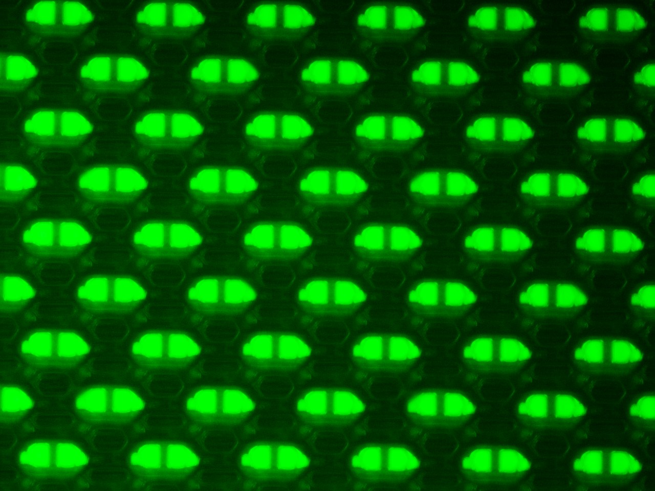 圖二：OLED (有機發光二極體)面板在LV150ND的20X EPI螢石物鏡下，使用FITC螢光濾片組進行觀察拍照